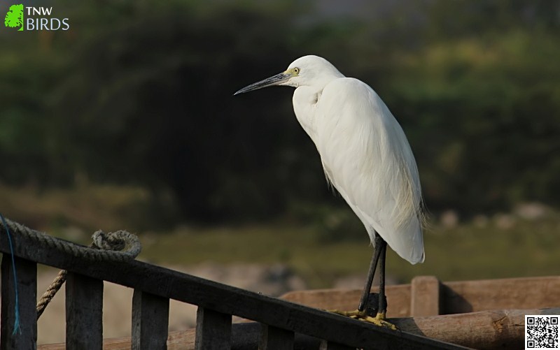 Little Egret